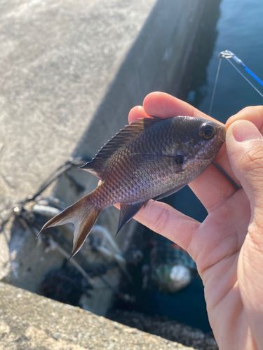 スズメダイの釣果