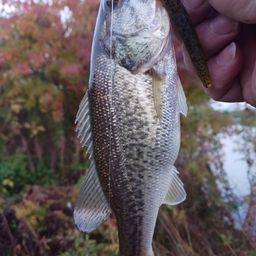 ラージマウスバス