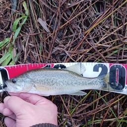 ラージマウスバス