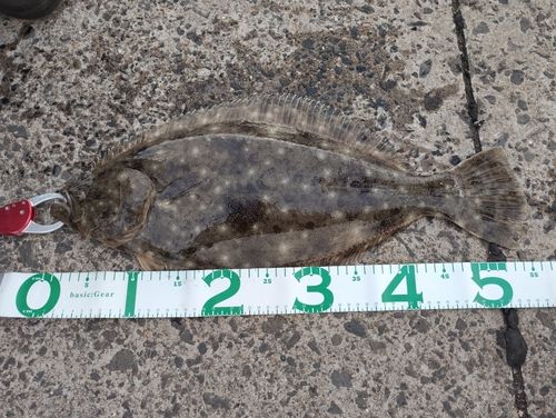 ヒラメの釣果