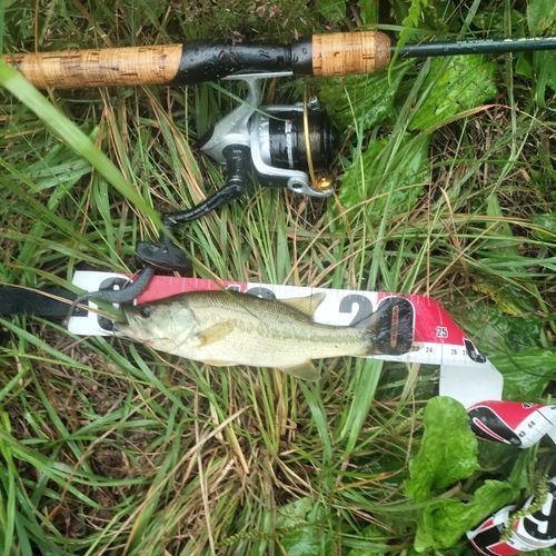 ラージマウスバスの釣果