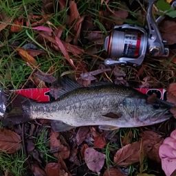 ラージマウスバス