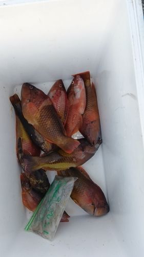 アカササノハベラの釣果