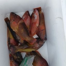 アカササノハベラ