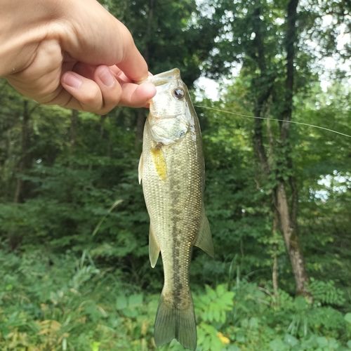 ラージマウスバスの釣果