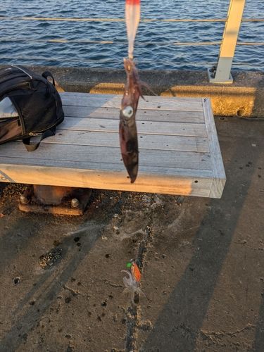 ヒイカの釣果