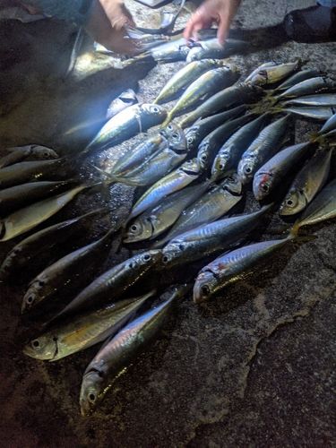 マアジの釣果