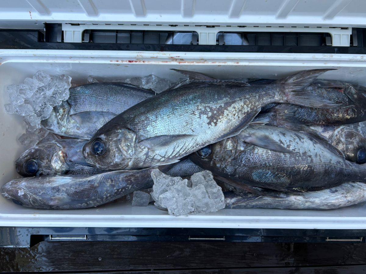 Kevin.Nさんの釣果 1枚目の画像