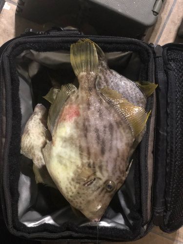 カワハギの釣果