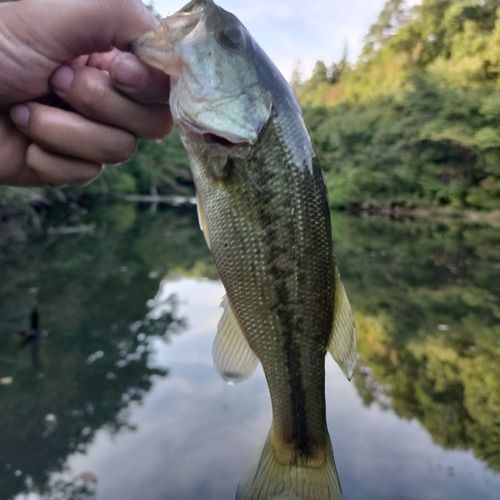 ラージマウスバス