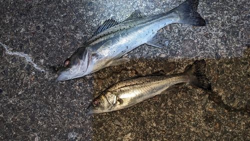 セイゴ（タイリクスズキ）の釣果