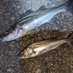 セイゴ（タイリクスズキ）