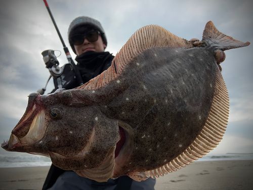 ヒラメの釣果