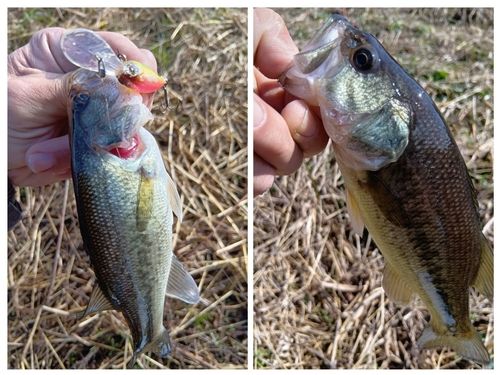 ラージマウスバスの釣果