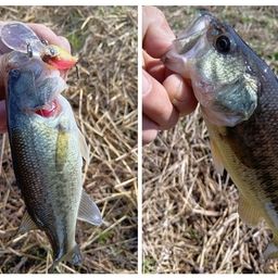 ラージマウスバス