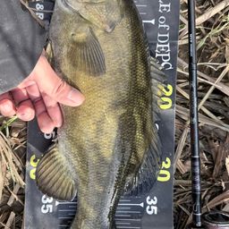 スモールマウスバス