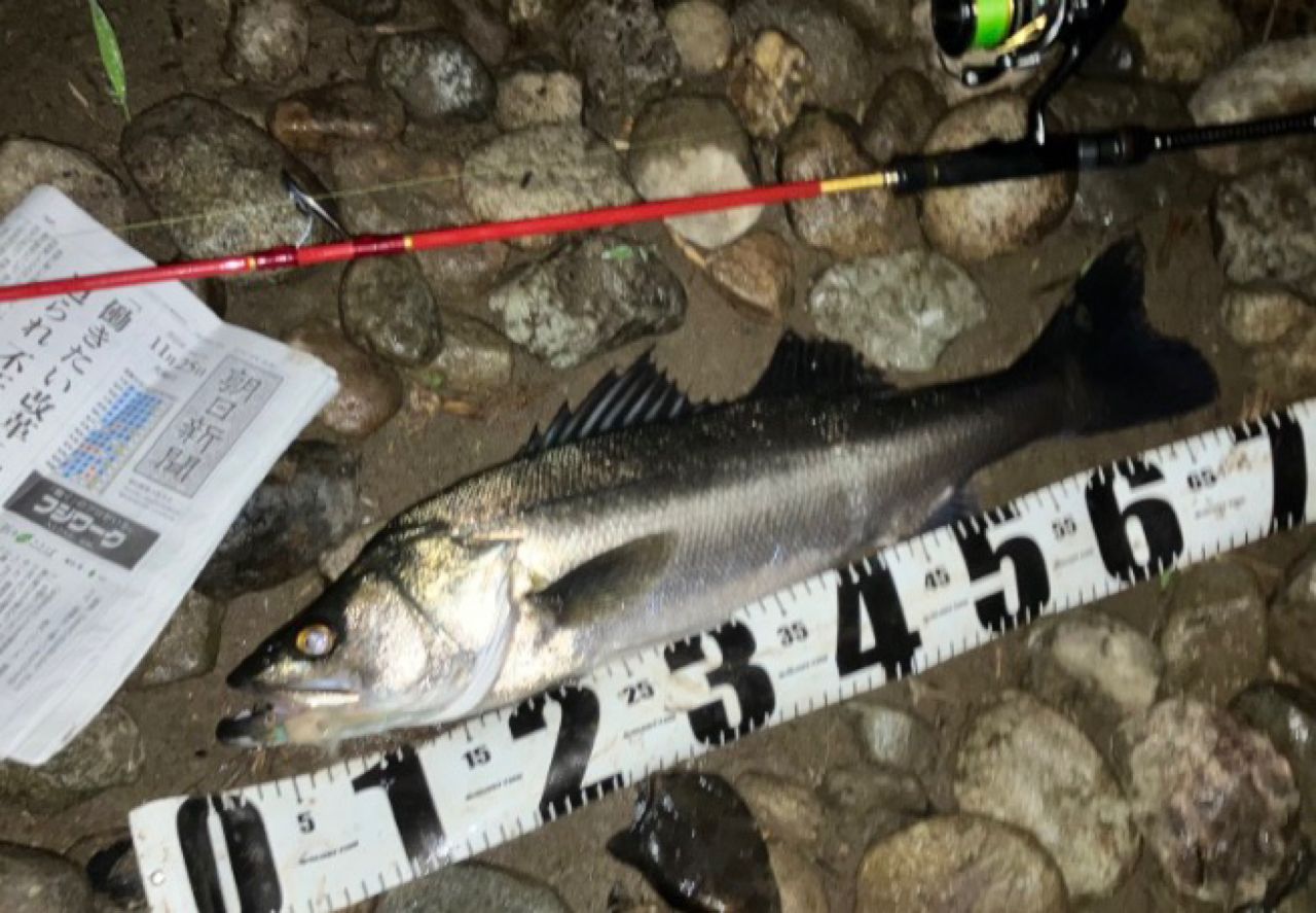 セイゴ（マルスズキ）