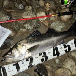 セイゴ（マルスズキ）