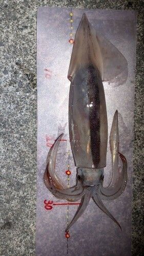 スルメイカの釣果