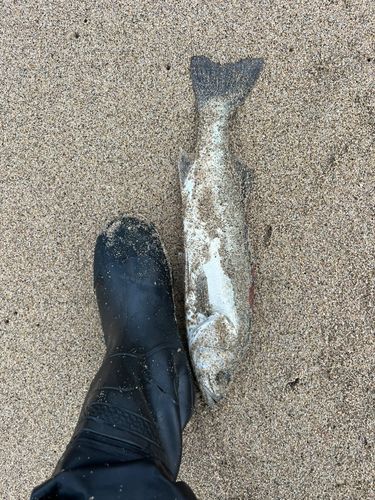 天神川河口（鳥取）