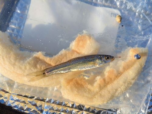 クチボソの釣果