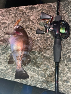 シロメバルの釣果