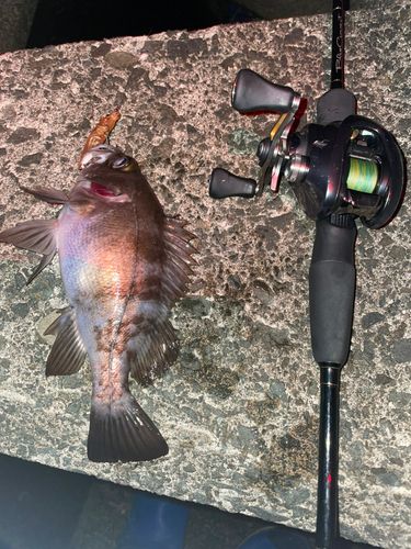 シロメバルの釣果