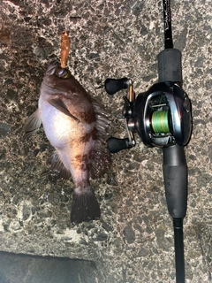 シロメバルの釣果