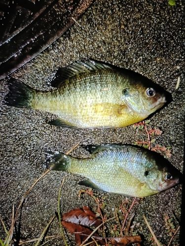 ブルーギルの釣果