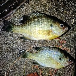 ブルーギル