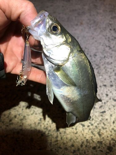 セイゴ（マルスズキ）の釣果