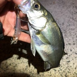 セイゴ（マルスズキ）