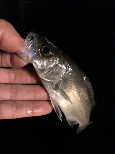 セイゴ（ヒラスズキ）の釣果