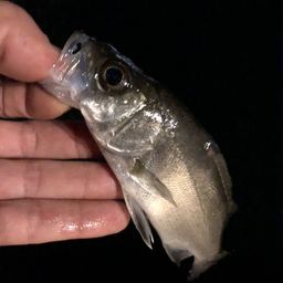 セイゴ（ヒラスズキ）