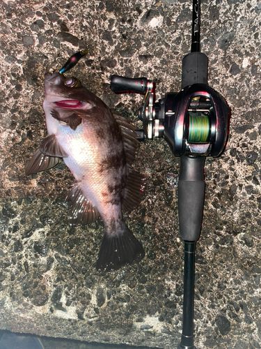 シロメバルの釣果