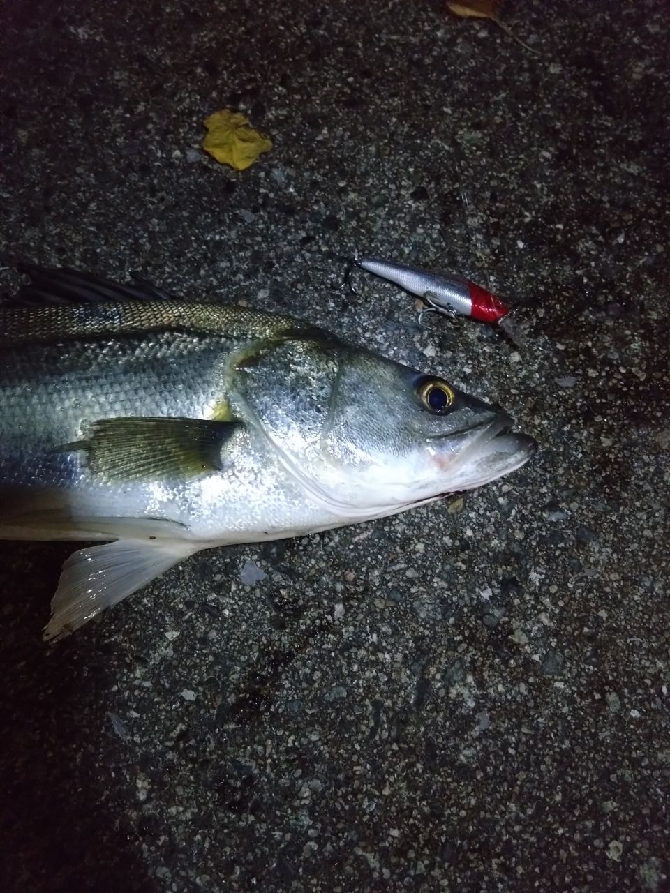 フッコ（タイリクスズキ）