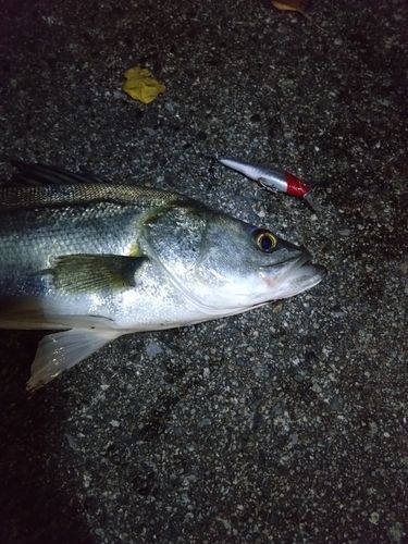 フッコ（タイリクスズキ）の釣果