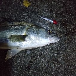 フッコ（タイリクスズキ）