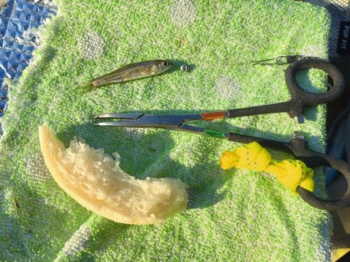 クチボソの釣果