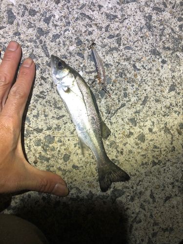 セイゴ（マルスズキ）の釣果