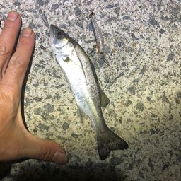 セイゴ（マルスズキ）