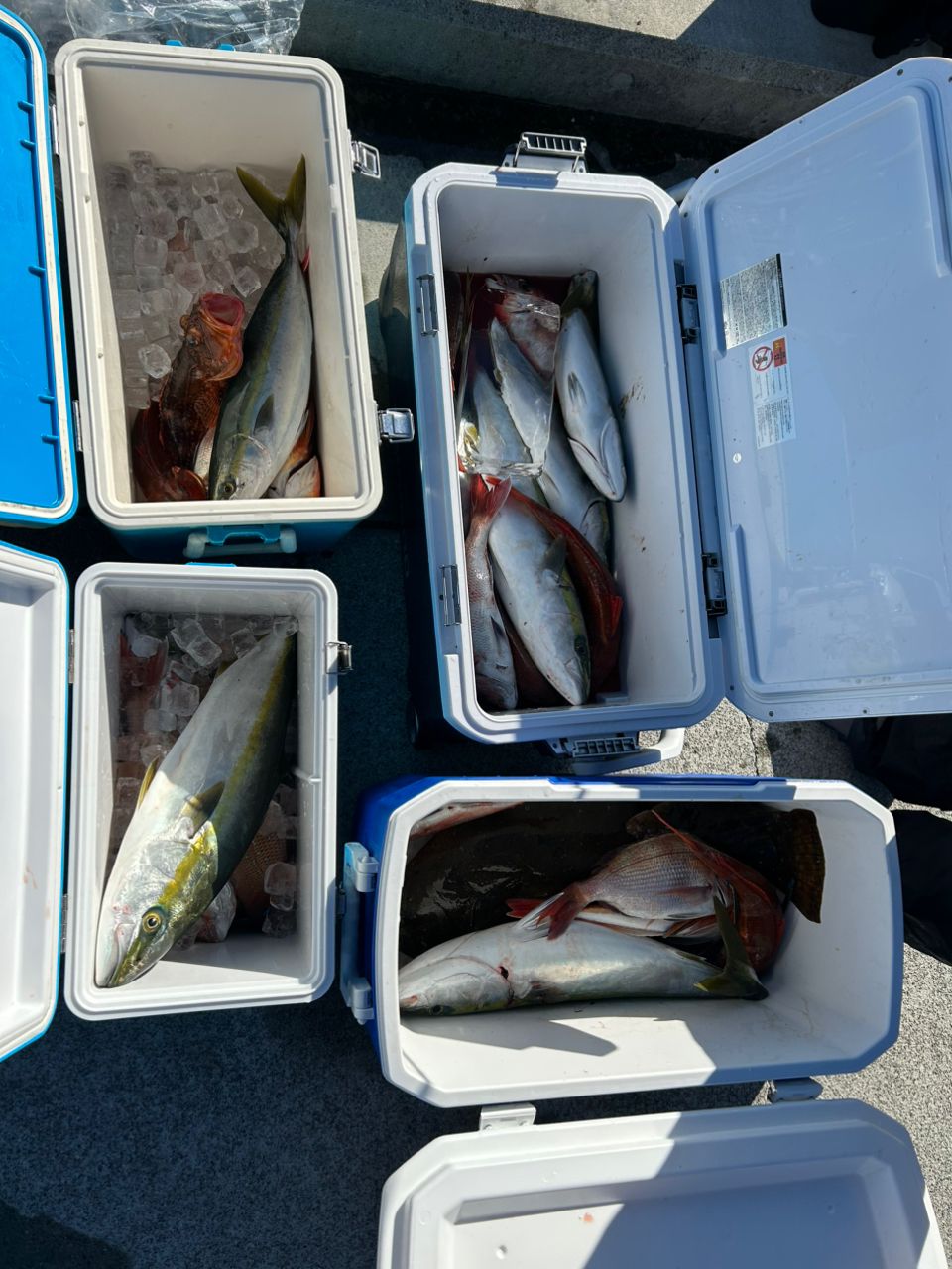 禰󠄀豆子さんの釣果 2枚目の画像