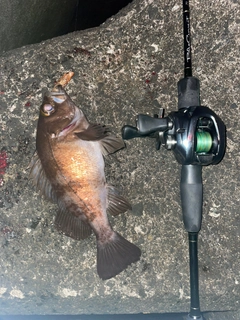 シロメバルの釣果