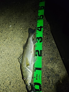 フッコ（マルスズキ）の釣果