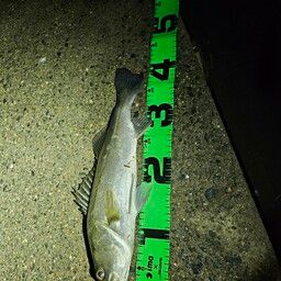 フッコ（マルスズキ）