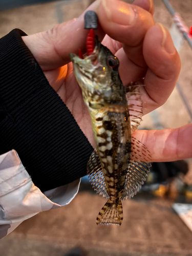 アナハゼの釣果