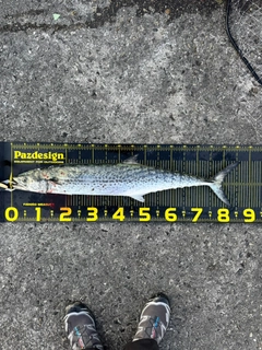 サワラの釣果