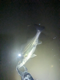 セイゴ（マルスズキ）の釣果