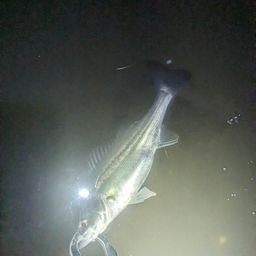 セイゴ（マルスズキ）