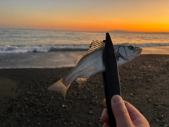 セイゴ（ヒラスズキ）の釣果